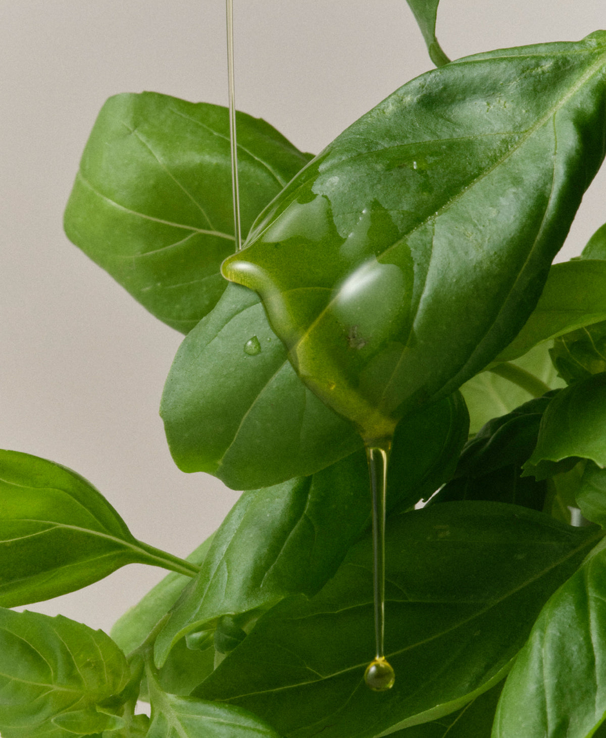Arise Basil Olive Oil